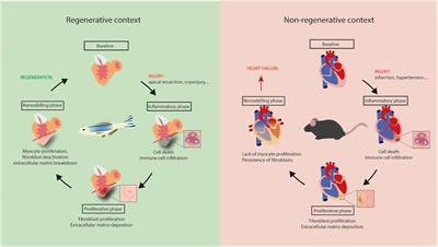 Cardiac fibroblasts in heart failure and regeneration